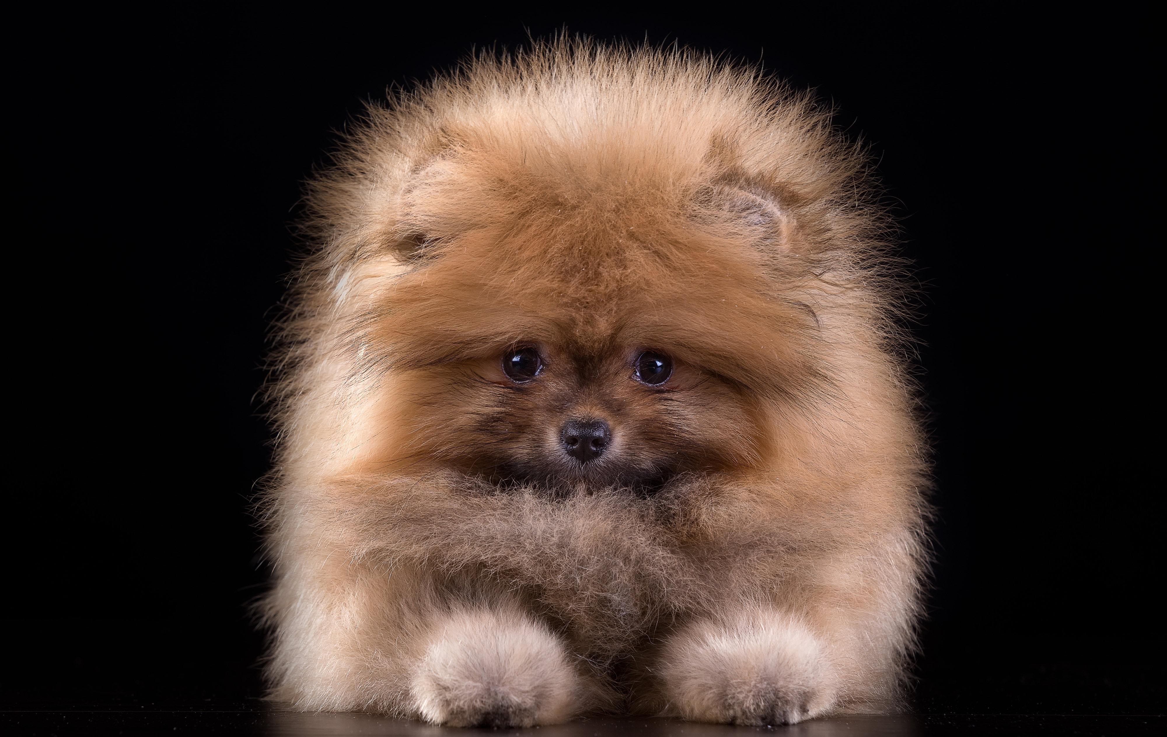 Animal Pomeranian HD Wallpaper | Background Image