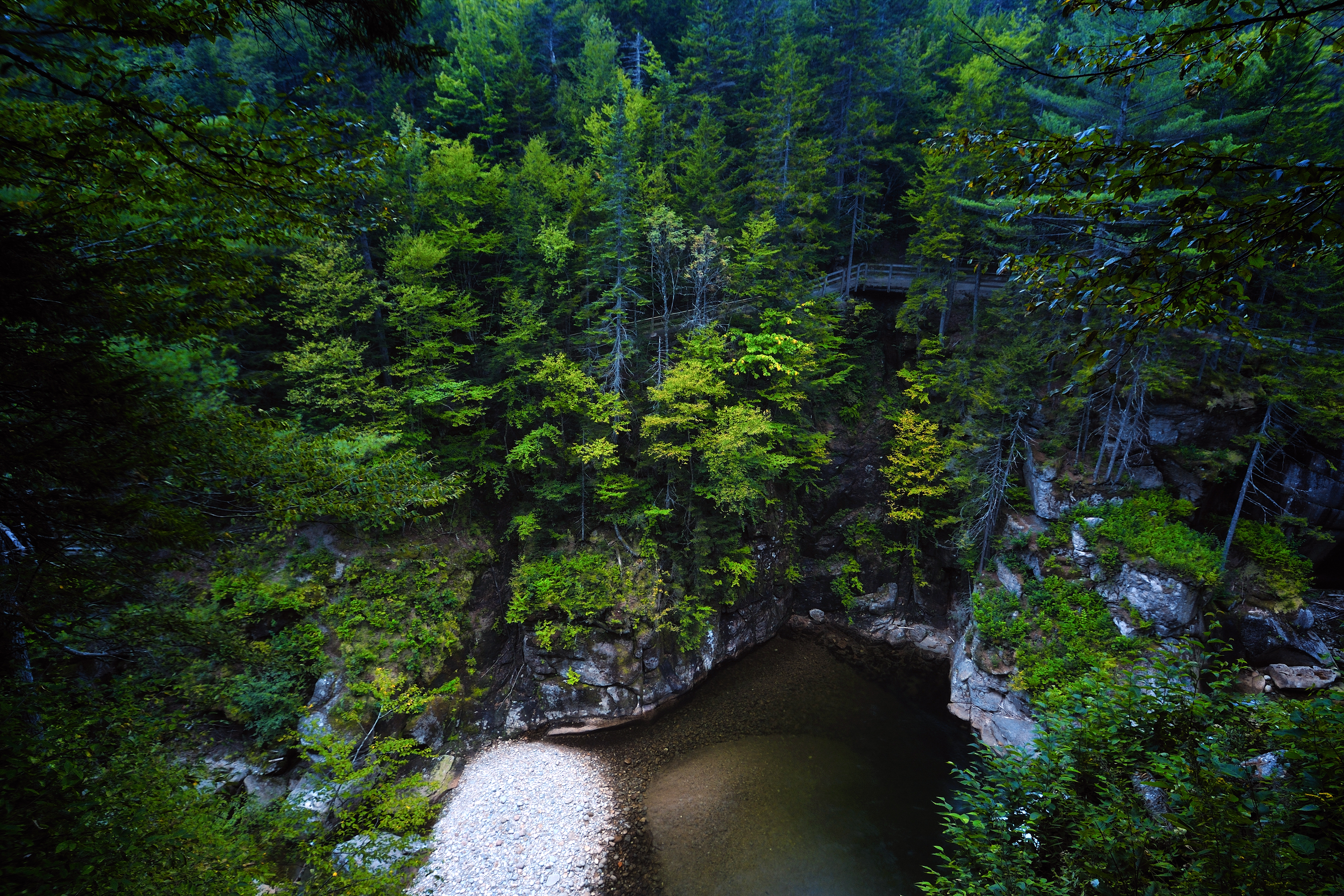Nature Forest HD Wallpaper | Background Image