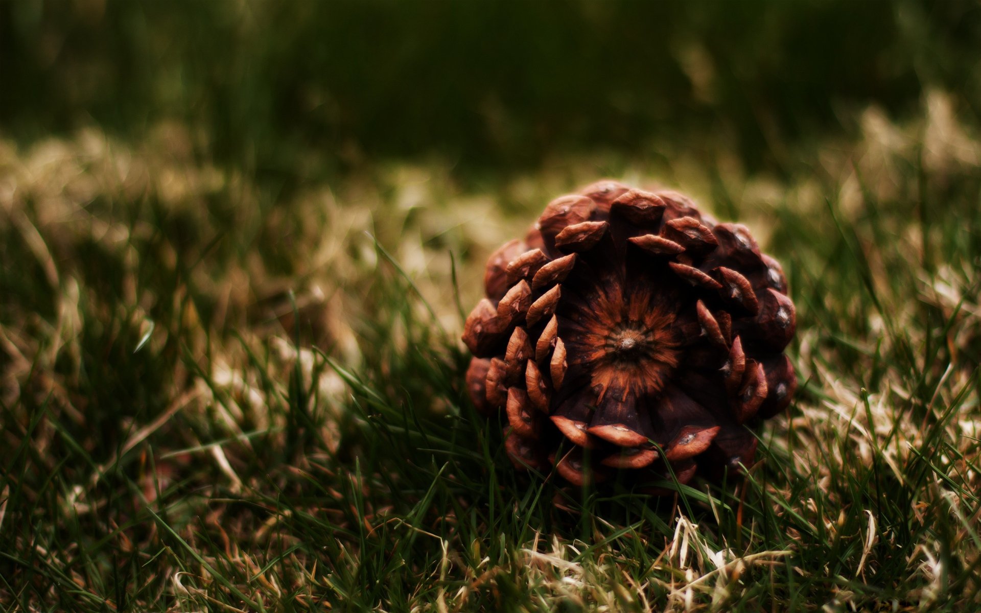 HD desktop wallpaper featuring a close-up of a pine cone on a grassy background.
