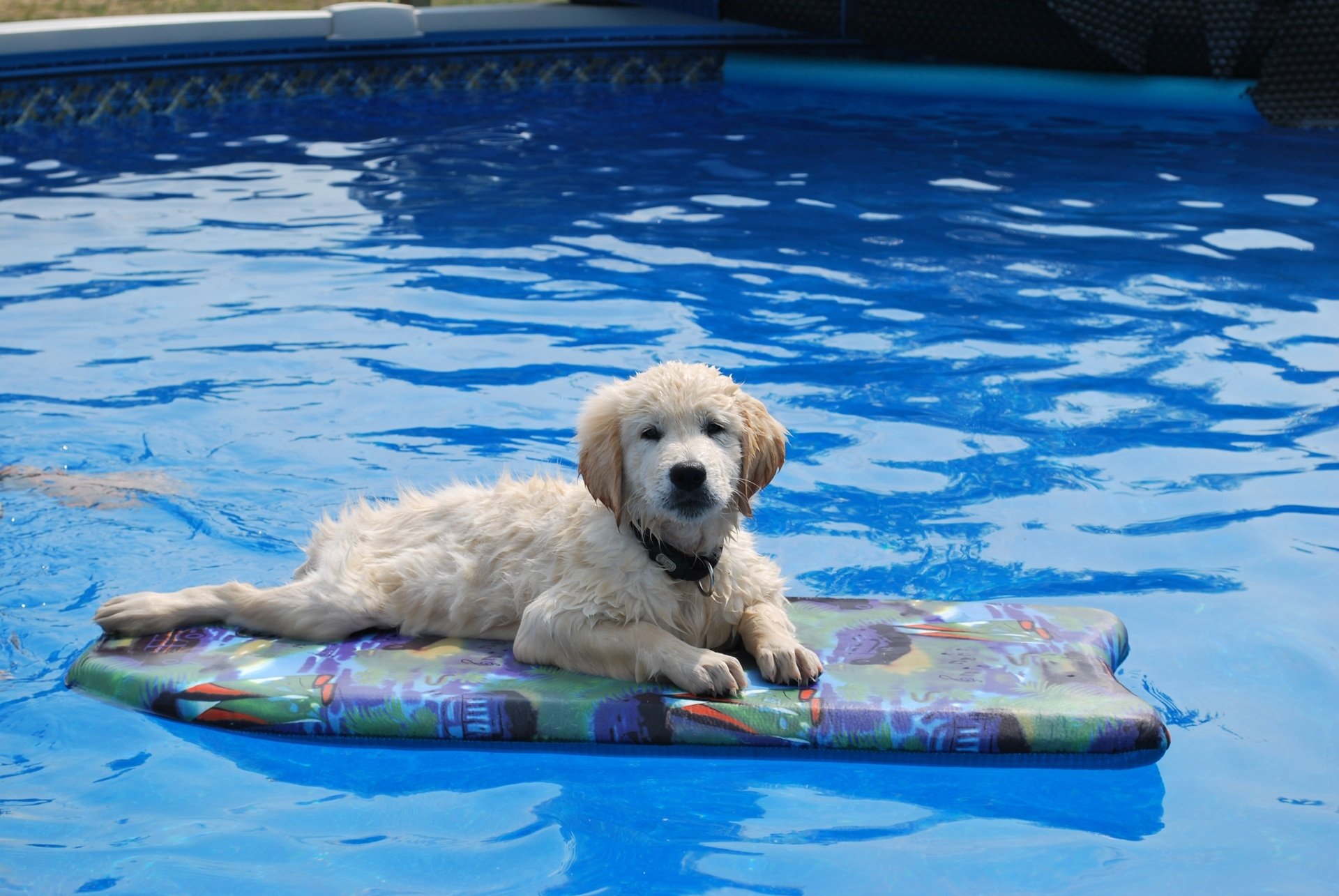 Puppy cooling off in the swimming pool by louisefy2