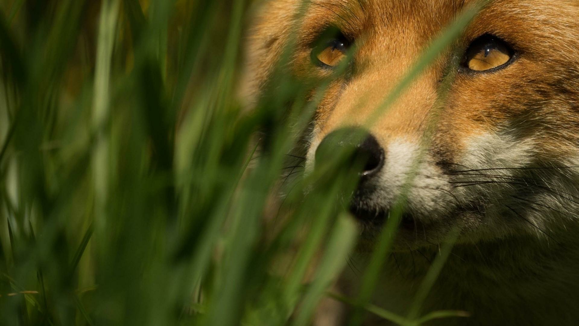 HD PC desktop wallpaper of a red fox (animal) peering through tall green grass, golden eyes and whiskered muzzle framed by blades.