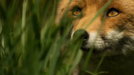 HD PC desktop wallpaper of a red fox (animal) peering through tall green grass, golden eyes and whiskered muzzle framed by blades.