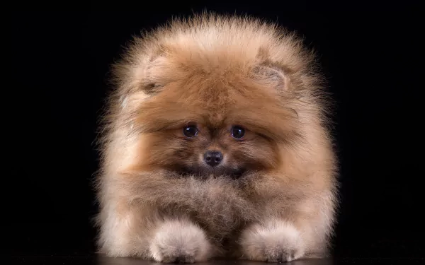  Spitz Puppy