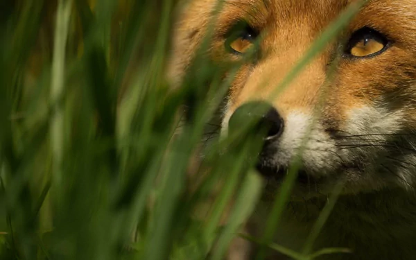  Red Fox in the Grass