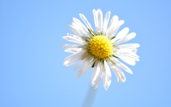 Nature Daisy Flowers Flower Petal Close-Up White Flower HD Wallpaper | Background Image