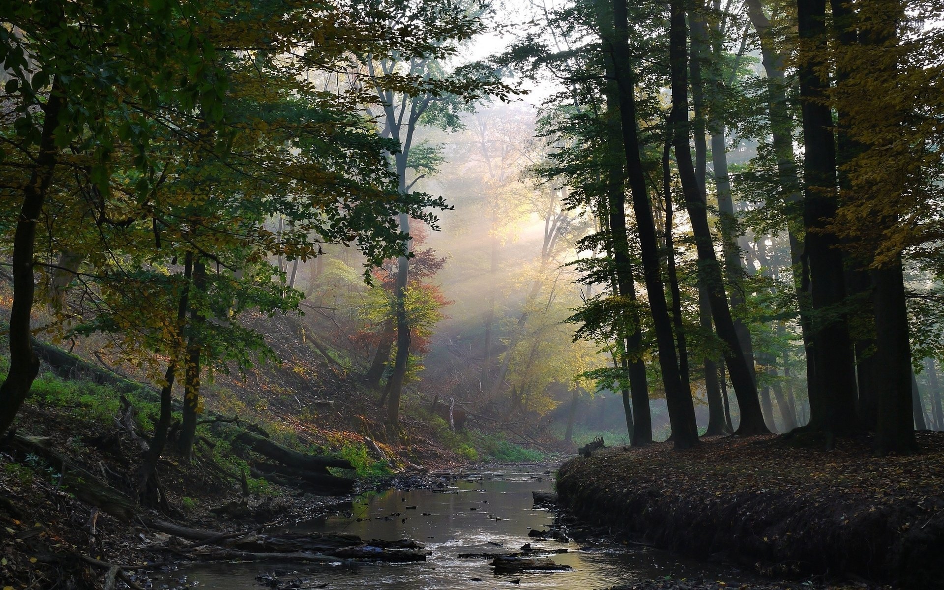 Misty Forest Stream Hd Wallpaper Background Image 1920x1200