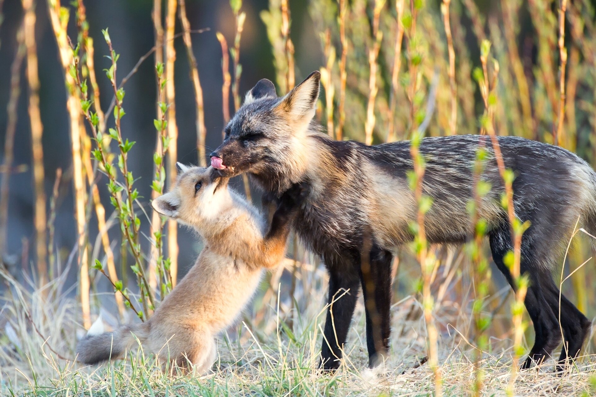 HD PC desktop wallpaper featuring a baby fox gently nuzzling an adult fox in a natural grassy setting.