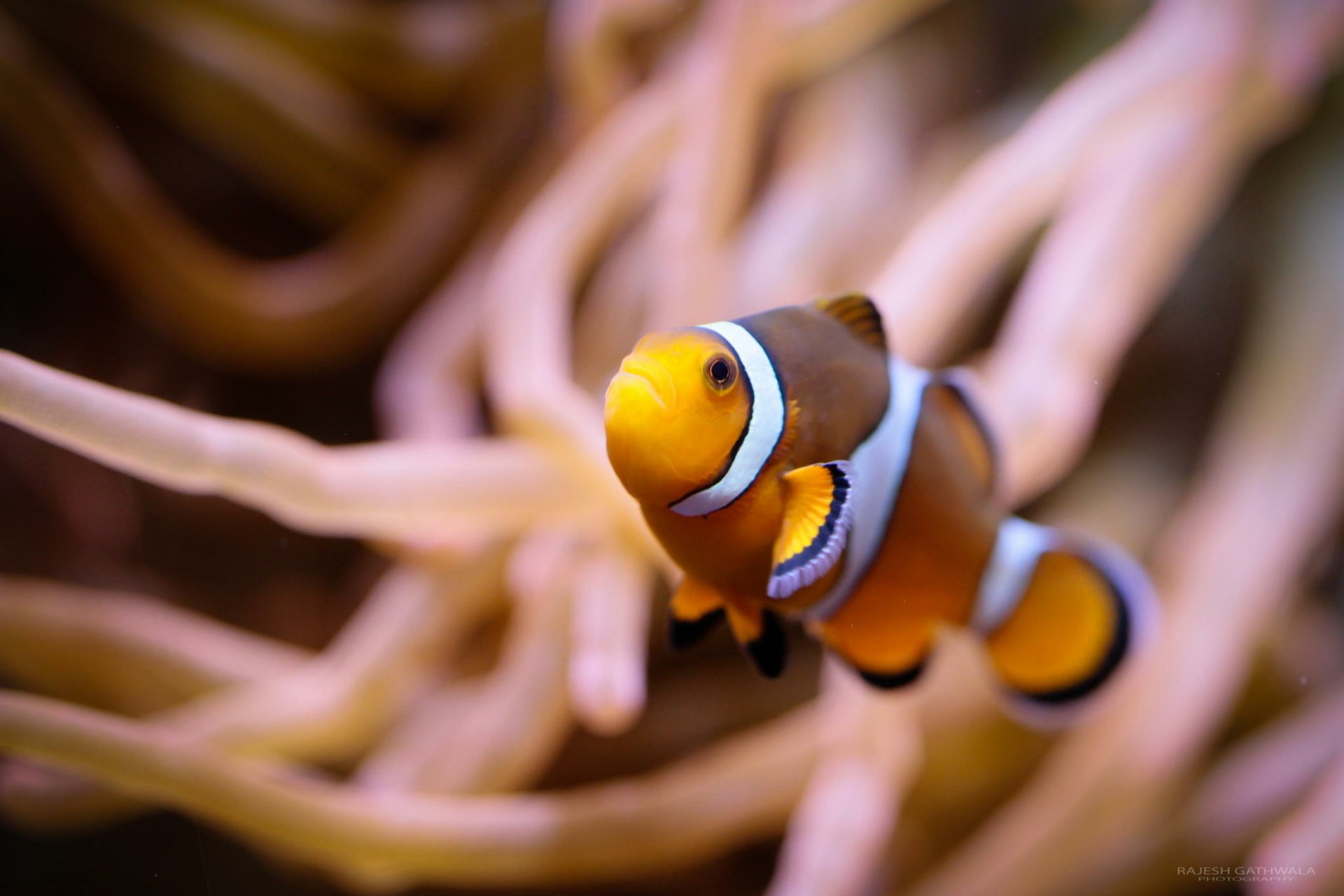 Clownfish HD Wallpaper | Background Image | 2048x1365 | ID:703471