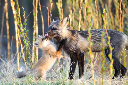 HD PC desktop wallpaper featuring a baby fox gently nuzzling an adult fox in a natural grassy setting.