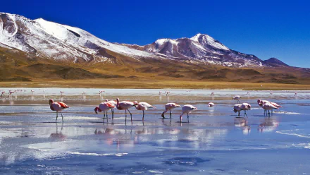 A serene HD wallpaper featuring a flock of flamingos wading through shimmering waters, set against majestic snow-capped mountains and a clear blue sky.