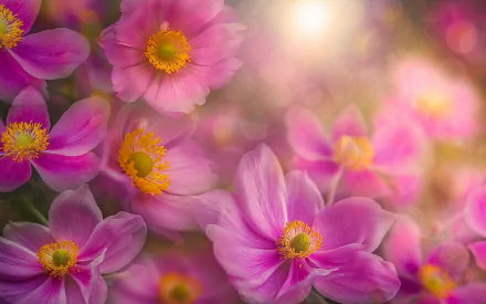  Pink Anemones