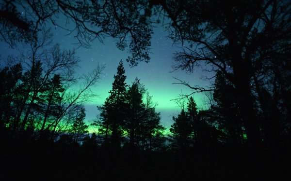 Nature Aurora Borealis Sky Light Tree Forest Silhouette HD Wallpaper | Background Image