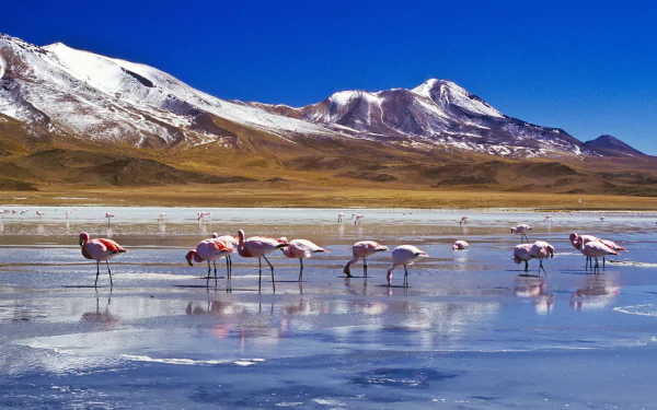 A serene HD wallpaper featuring a flock of flamingos wading through shimmering waters, set against majestic snow-capped mountains and a clear blue sky.