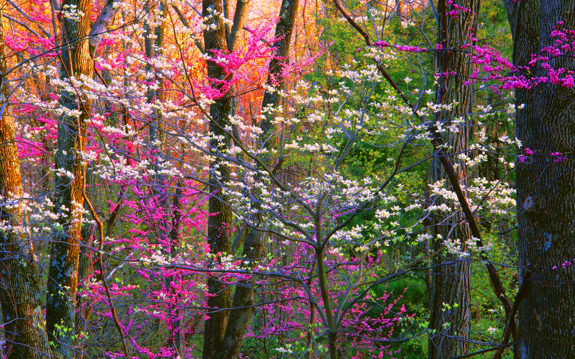 Flowering Trees in Spring Forest