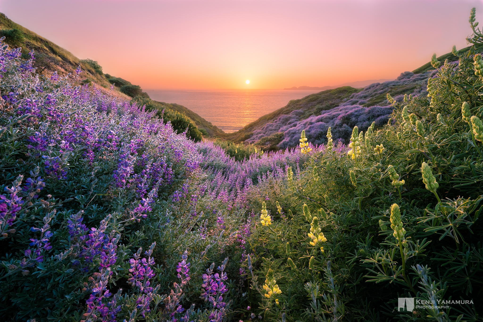 Flowers on the Coast by Kenji Yamamura