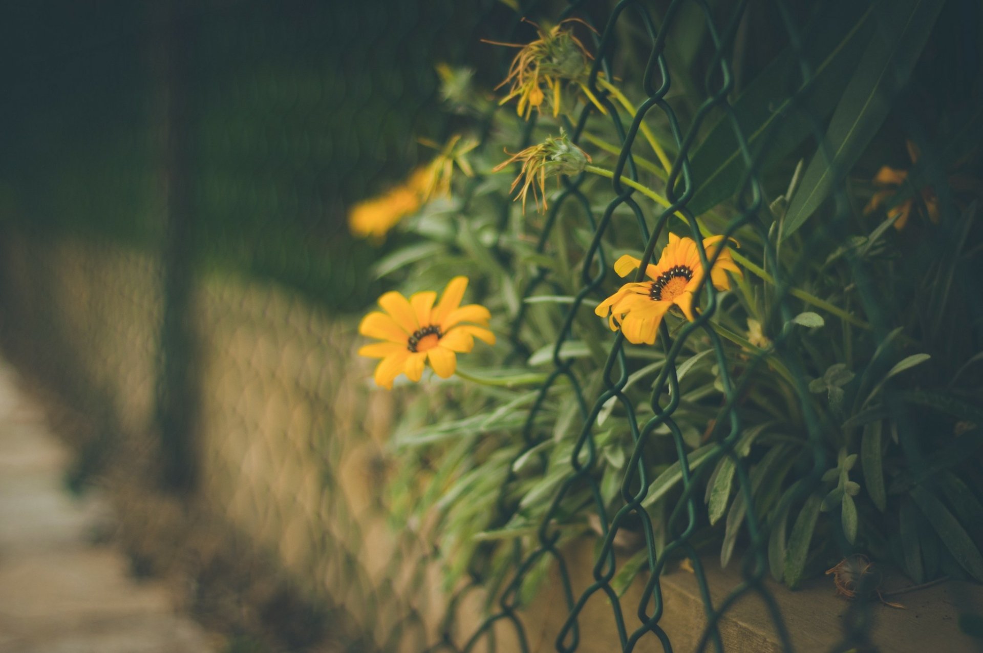 Download Yellow Flower Nature Flower HD Wallpaper