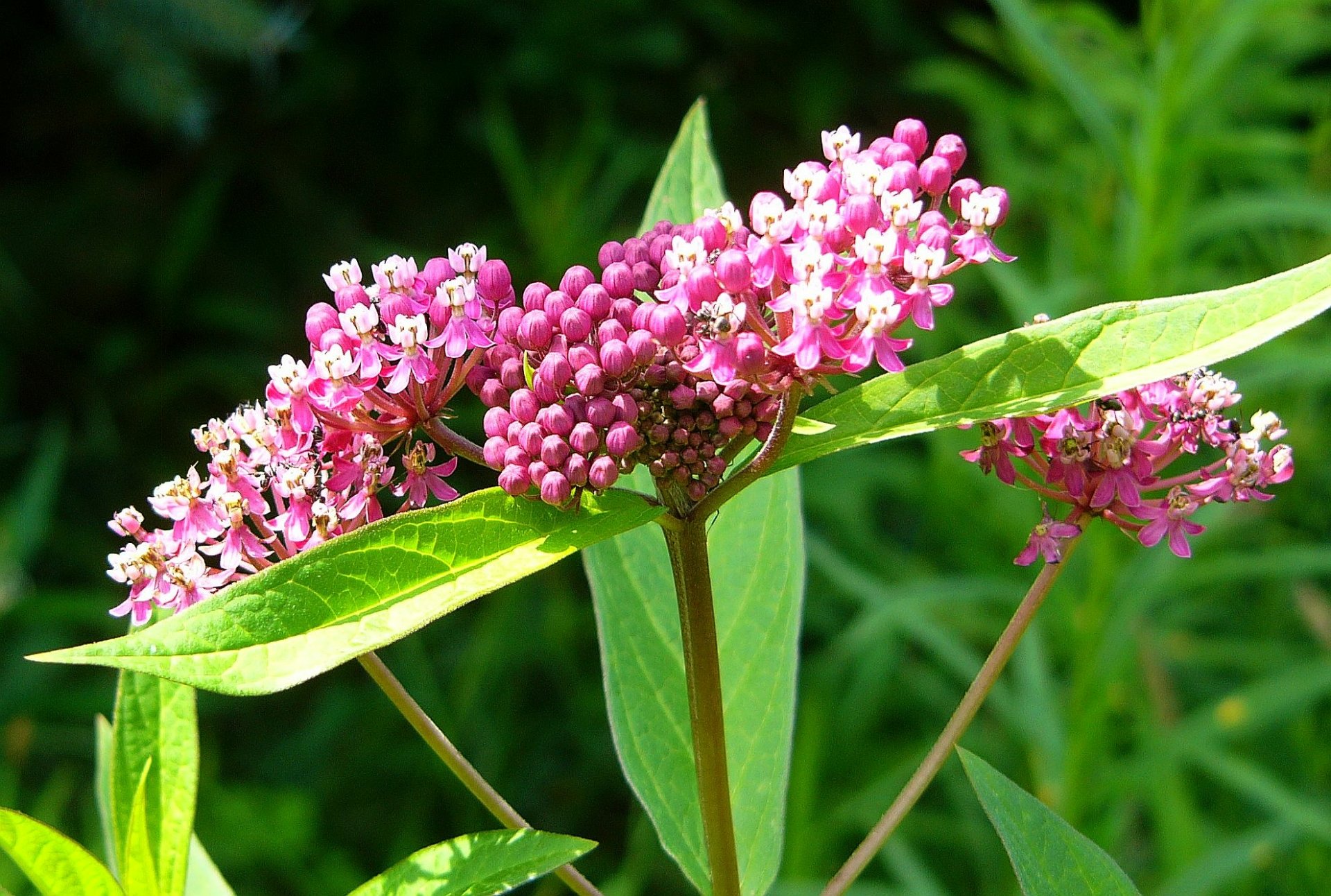 another type of milkweed by durkeema