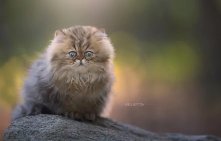  Scared-Looking Cute Kitten by Meg Bitton