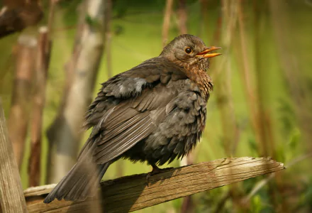 HD desktop wallpaper featuring a common blackbird perched on a branch amidst a blurred natural green background.