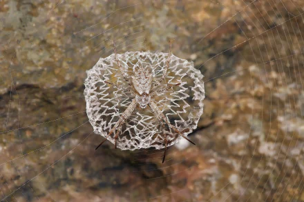 Animal spider HD Desktop Wallpaper | Background Image