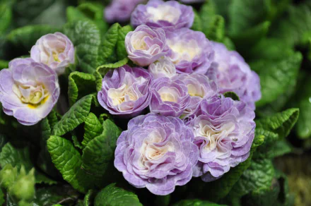 nature primula HD Desktop Wallpaper | Background Image