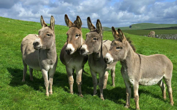 A high-definition desktop wallpaper featuring four donkeys standing together on a vibrant green field under a partly cloudy sky.