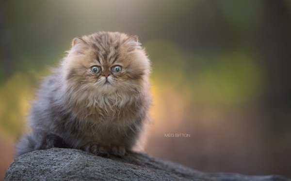 Animal Cat Kitten Fluffy HD Wallpaper | Background Image