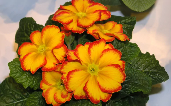 nature primula HD Desktop Wallpaper | Background Image