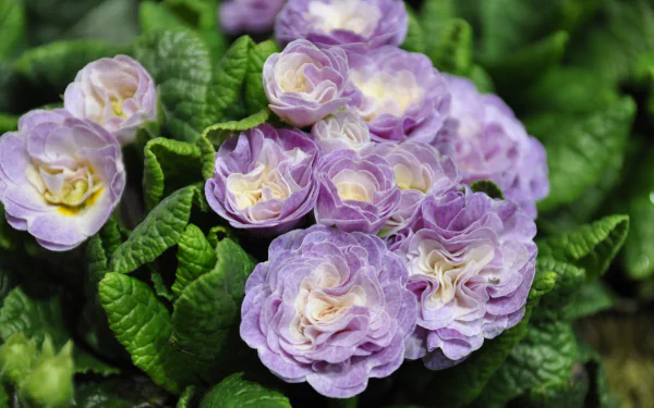 nature primula HD Desktop Wallpaper | Background Image