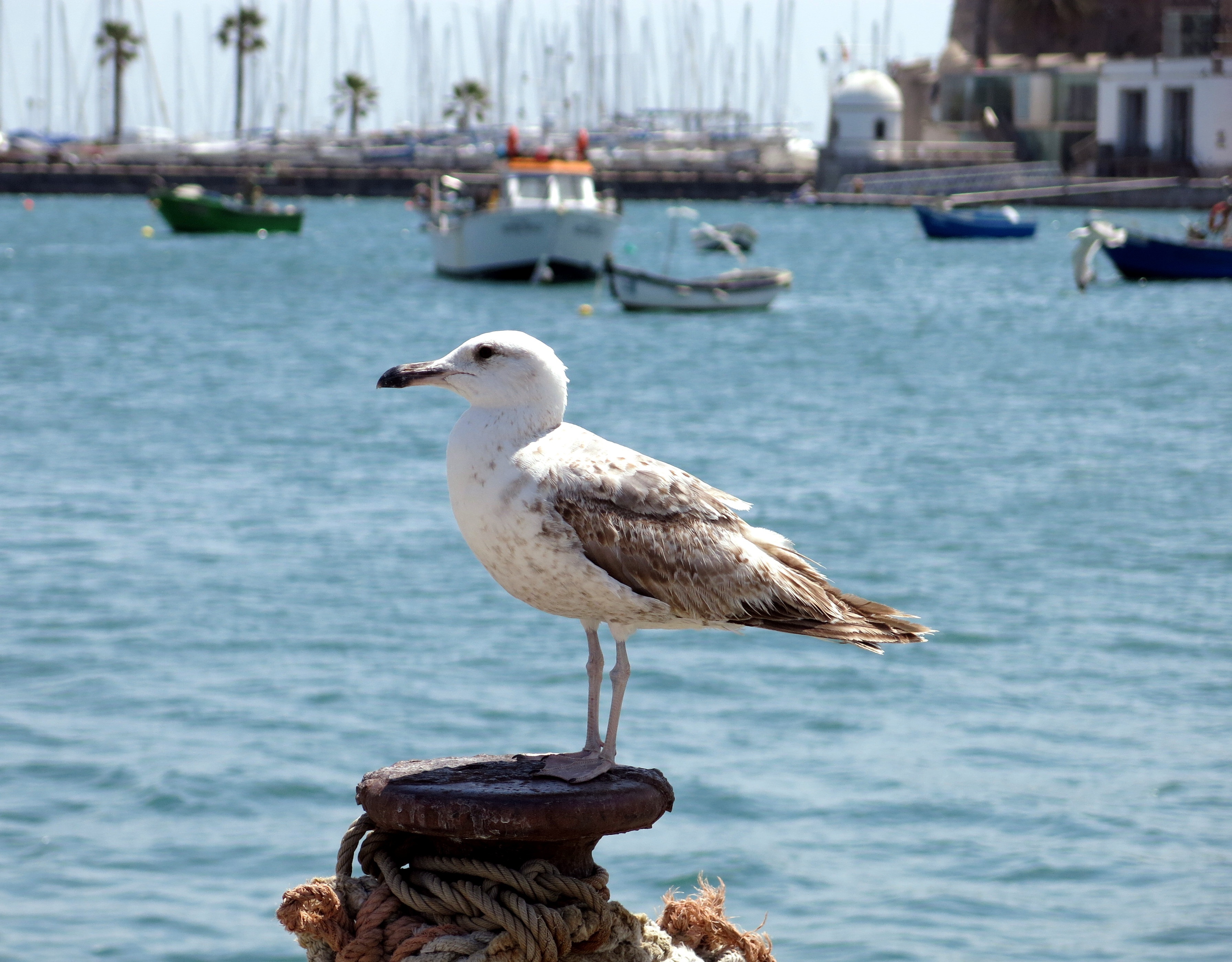 Seagull watching the fishing boats in Portugal by b1-foto