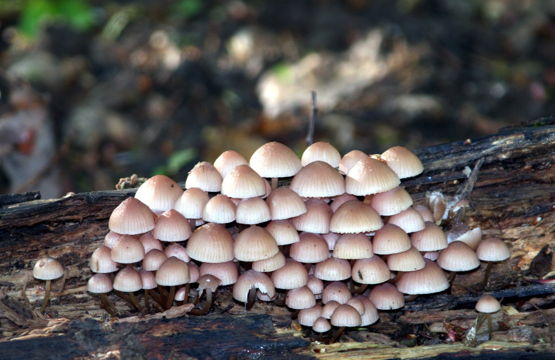 HD PC desktop wallpaper featuring a cluster of small mushrooms on a log with a soft nature bokeh background.