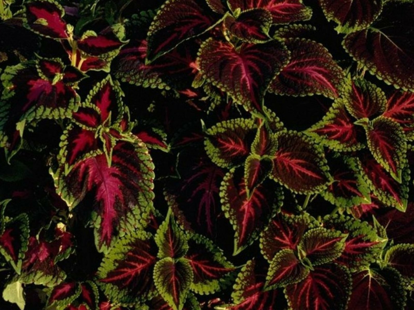 Download Coleus Green Leaf Nature Plant Wallpaper