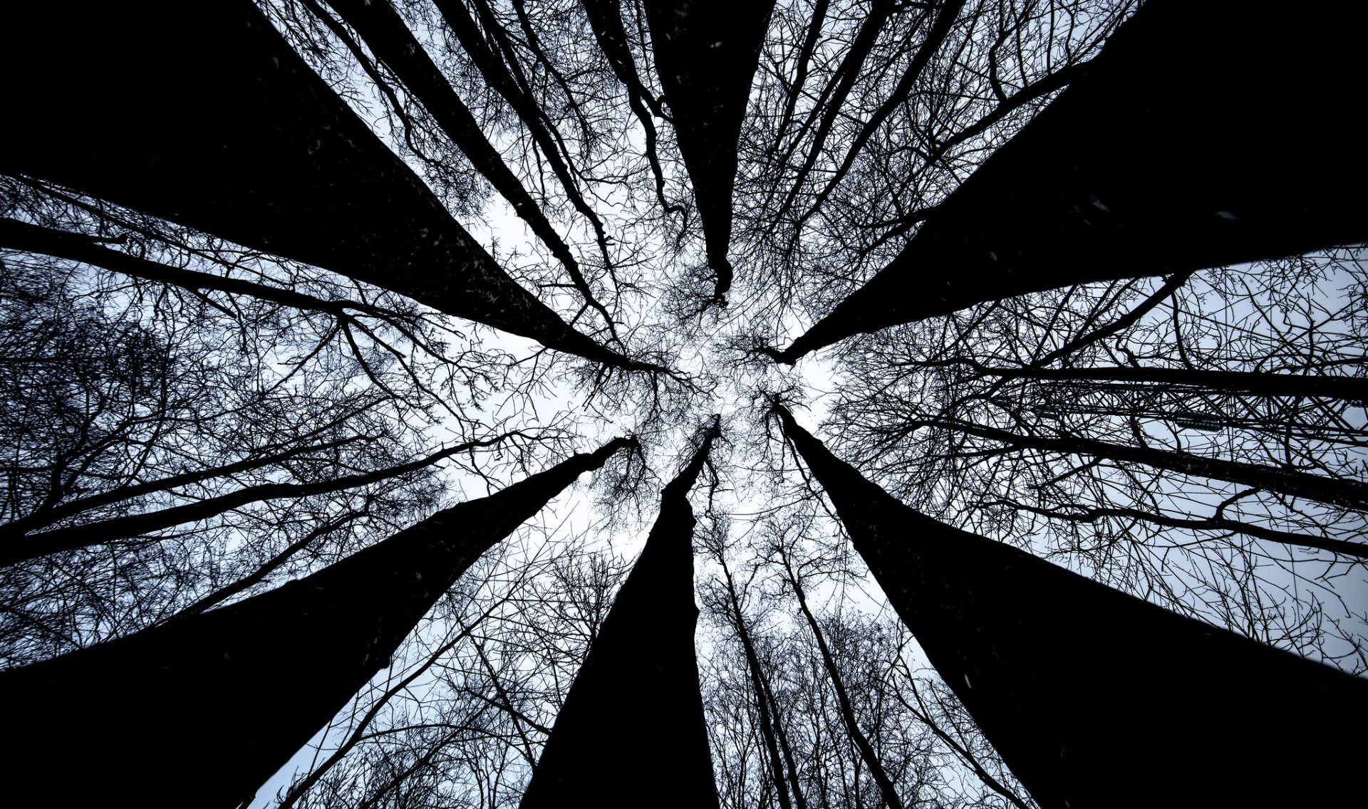 Download Nature Sky Treetops Tree HD Wallpaper by Mats Anda