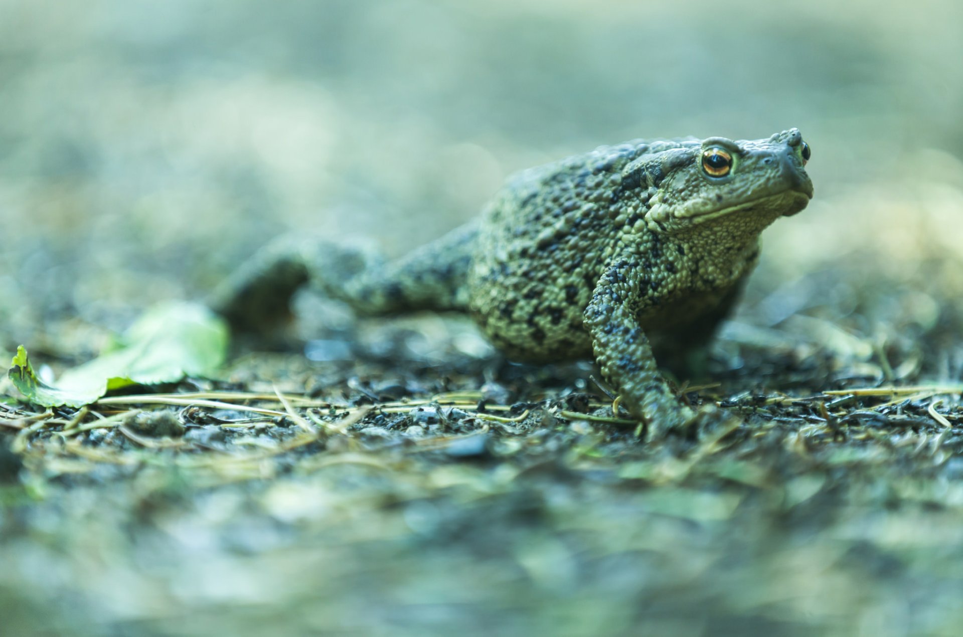 Download Bokeh Animal Toad HD Wallpaper by Mats Anda