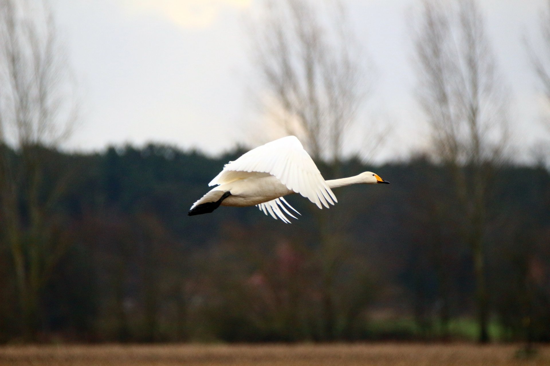 Download Bird Swan Animal Whooper Swan 4k Ultra HD Wallpaper by rihaij