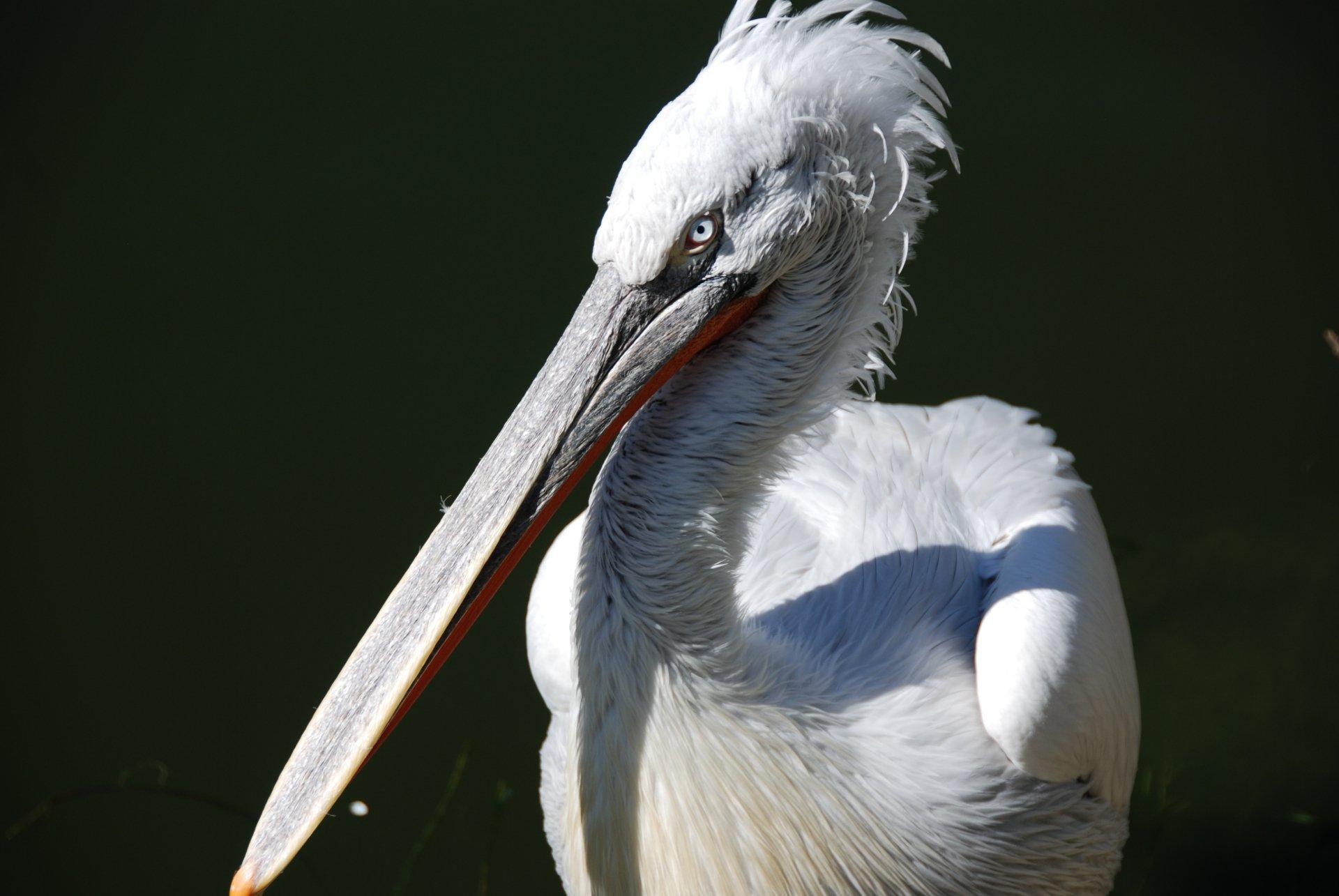 Download Bird Animal Pelican 4k Ultra HD Wallpaper by Sandra_M_H