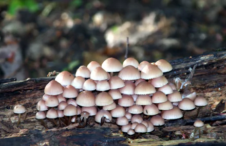 HD PC desktop wallpaper featuring a cluster of small mushrooms on a log with a soft nature bokeh background.