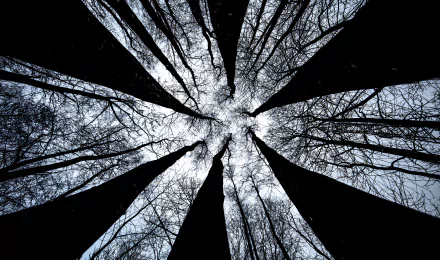 nature sky treetops tree HD Desktop Wallpaper | Background Image