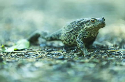 bokeh Animal toad HD Desktop Wallpaper | Background Image