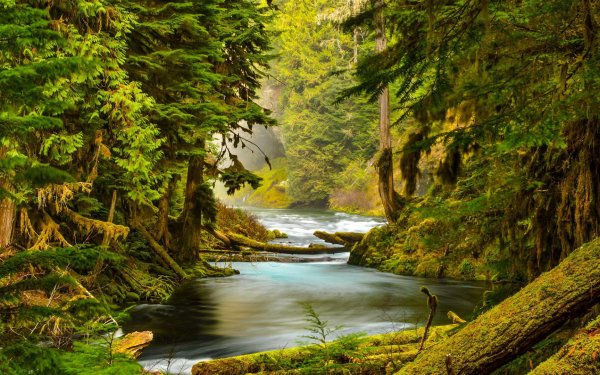 Earth Forest River Stream Swamp Tree Moss Log HD Wallpaper | Background Image