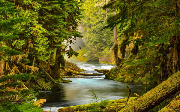 HD desktop wallpaper of a serene forest swamp with a moss-covered log lying across a gentle stream flowing through dense trees and lush green nature.