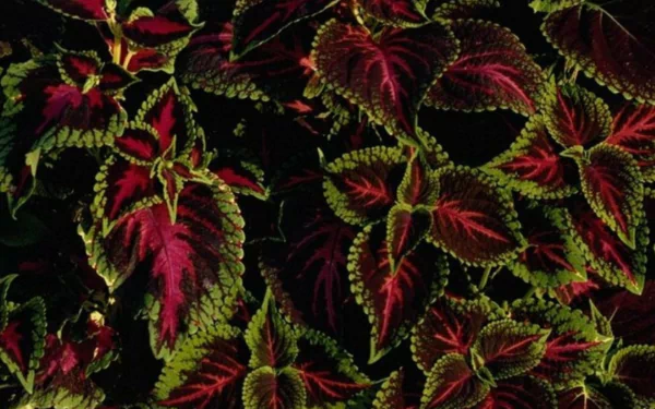  Red and Green Leaves