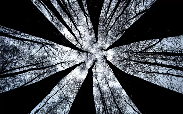 nature sky treetops tree HD Desktop Wallpaper | Background Image