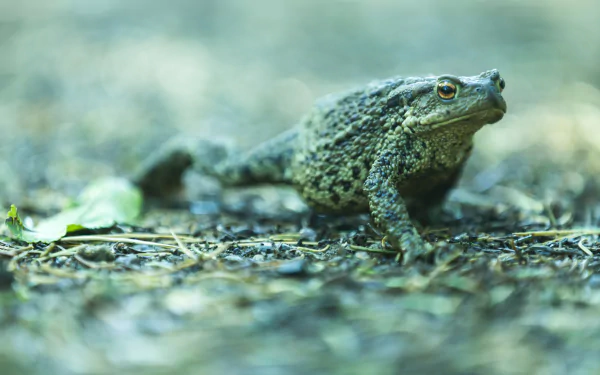 bokeh Animal toad HD Desktop Wallpaper | Background Image