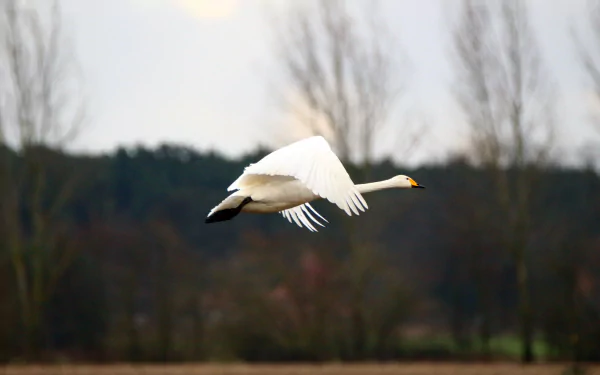 Whooper Swan 4k Wallpapers