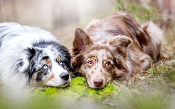 Animal Dog Dogs Australian Shepherd Lying Down HD Wallpaper | Background Image