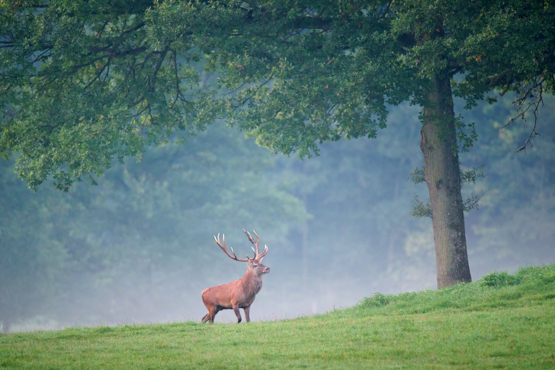 Download Animal Red Deer HD Wallpaper by Luc Viatour