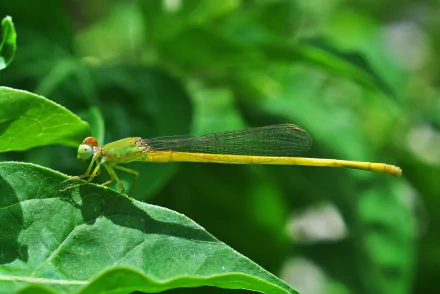  Coromandel Marsh dart by Joydeep