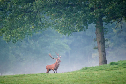 Animal red deer HD Desktop Wallpaper | Background Image