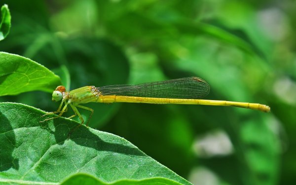 Animal Dragonfly Insects HD Wallpaper | Background Image